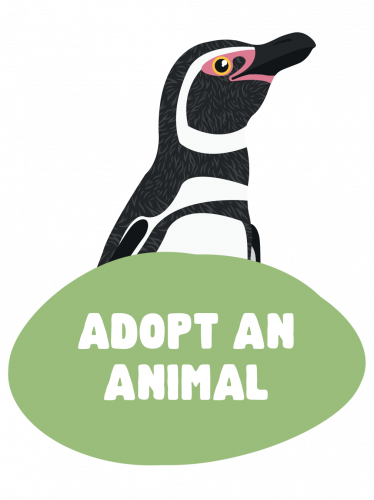 Animal Adoptions